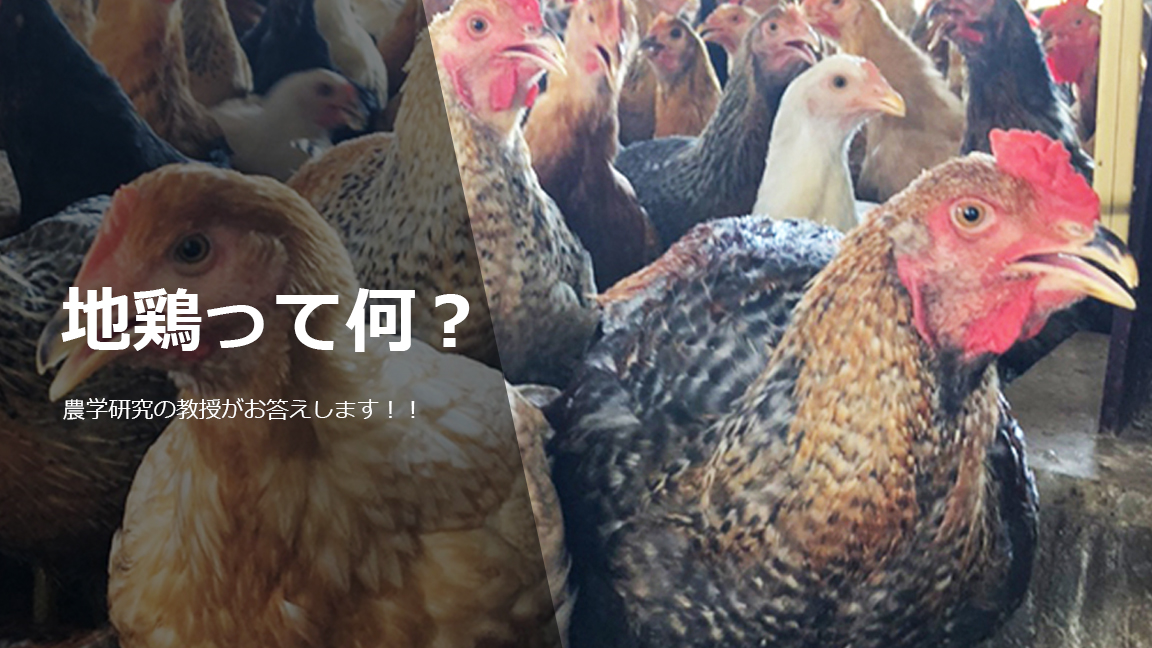 地鶏とは何？　日本での定義などを農学研究の教授がお答えします